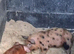 Mum and piglets