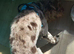 Beautiful male cockapoo for stud