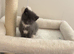 Grey Domestic short haired male kitten