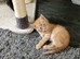 Bengal X BSH kittens in Bristol now ready