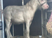 Mini cob colt