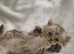 Persian kittens