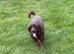 Beautiful curly chocolate poodle