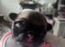 Beautiful KC registered pug puppies