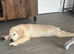 Purebred golden retriever