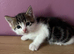 2 Kittens left