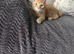 Half pixie bob kittens