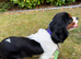 Female Tri Colour Cavalier King Charles Spaniel