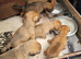 Plummer cross lakeland terrier puppy's