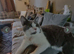 Archi looking for forever home