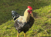 Rooster