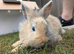 5 Month Old Lionhead Doe