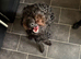 Cross Bedlington poodle bitch 1 year old