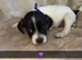 2 beautiful girl jack Russell pups