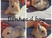 Lionhead babies available for reserve