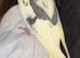 6 month male cockateil