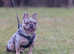 Merle French Bull Dog - proven available for studding