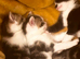 Beautiful fluffy fur balls