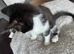 Mix Breed Tortoise Shell Kittens