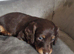 Long haired miniature dachshund puppies