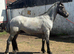 Clydesdale x ish 2 year old gelding