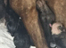 Staffy cross Mastiff pups