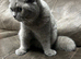 Beautiful 7-Month-Old Scottish Fold Female