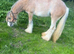 Cob colt 3 year old