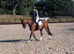 Proven Broodmare/ ROR Showing/ Project