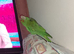 Rare red masked conure