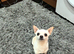 Tiny chihuahua
