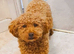 Beautiful well behave toy poodle