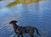 6month old Dutch herder x