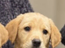 Beautiful Yellow Labrador Retriever Puppies - Working Lines