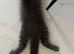 MAINE COON SILVER BLUE TABBY KITTEN BOY FOR SALE
