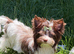 Tiny & Micro Pure Yorkie Puppies