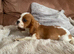 Cavalier King Charles