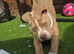 Staff x victorian bulldog rocco