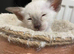 Beautiful GCCF registered Siamese babies