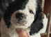 Cockapoo puppies for sale