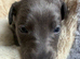 Beautiful whippet puppies now being reserved