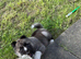 Amerikan akita boy puppy!