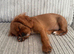 Kings Charles cavalier spaniel
