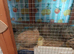 Group of Standard size 4 hens and one male  7 weeks old and been living together &pound;45 the group