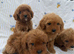 4 stunning cava poopuppies