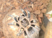 Grammostola pulchripes