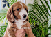 5week old outstanding full DNA tested Cockerpoo puppies