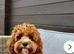 Cavapoo puppies