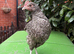 Handsome Purebred Cuckoo Marans Cockerel - Dark Egg Genetics