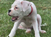 READY NOW! Quality KC Registered White Boxer Puppies